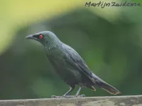 Purperspreeuwen [Aplonis]